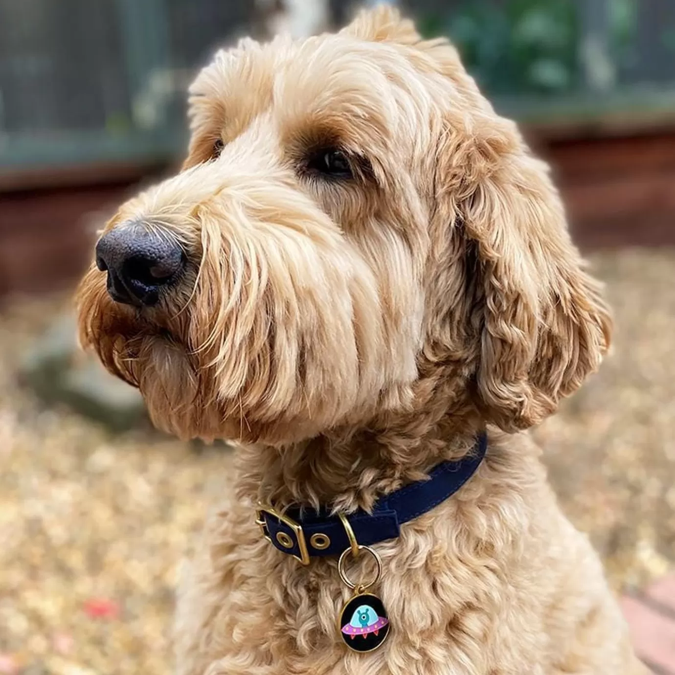 Erstwilder Close Encounter Enamel Pet Charm* Enamel Key Rings